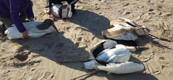 一级保护动物白鹤疑遭猎杀:2只疑中毒死 2只获救