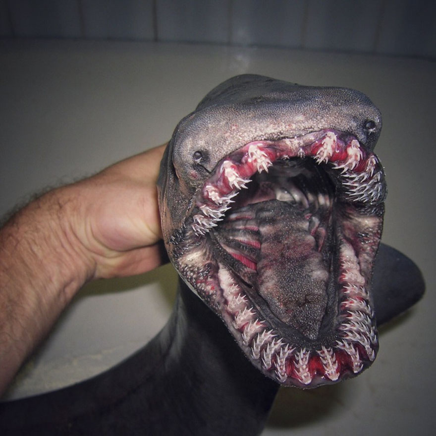 深海恐惧症莫入这些海洋生物会让你做噩梦