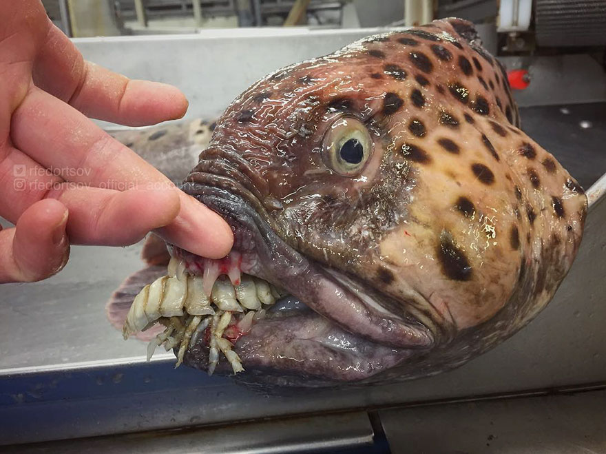 深海恐惧症莫入这些海洋生物会让你做噩梦