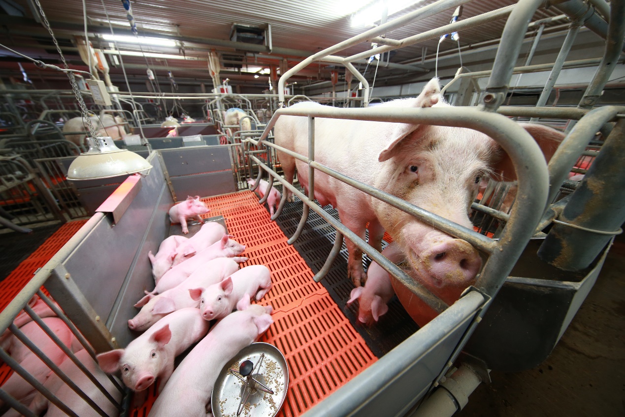 夏季养猪抗应激五式，饲料配方适时调整 - 猪好多网