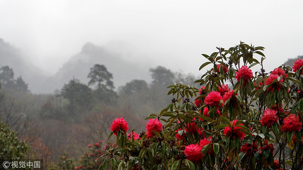 景区,是喜马拉雅山脉东段的一段南伸大峡谷,目前峡谷内高山杜鹃花盛开