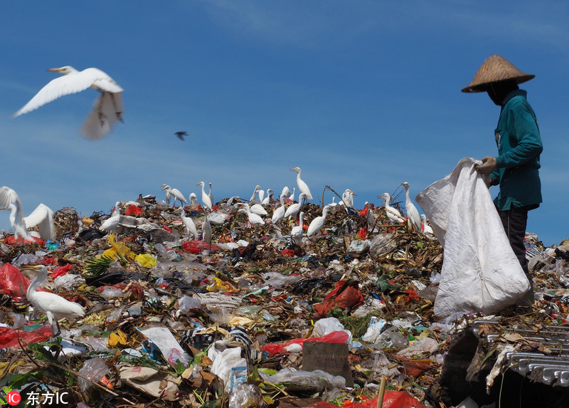 环境污染鸟类图片
