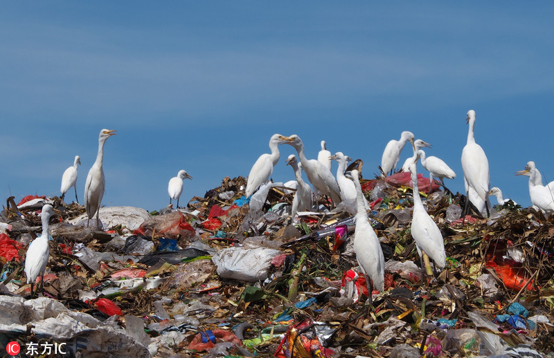 3 印尼巴厘岛垃圾堆成山 成群白鹭在垃圾中觅食