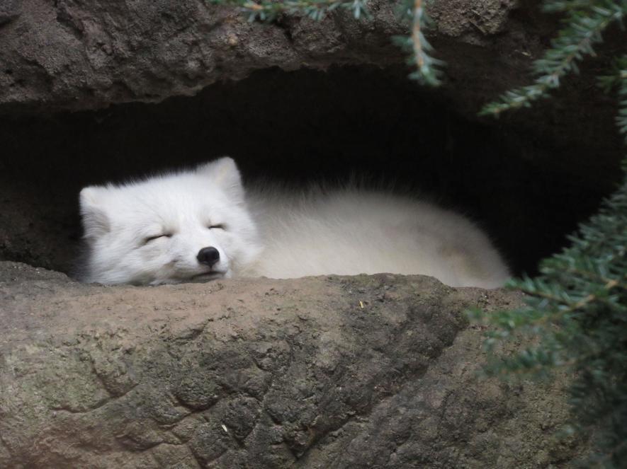 动物睡觉时真可爱 有的好像还在微笑