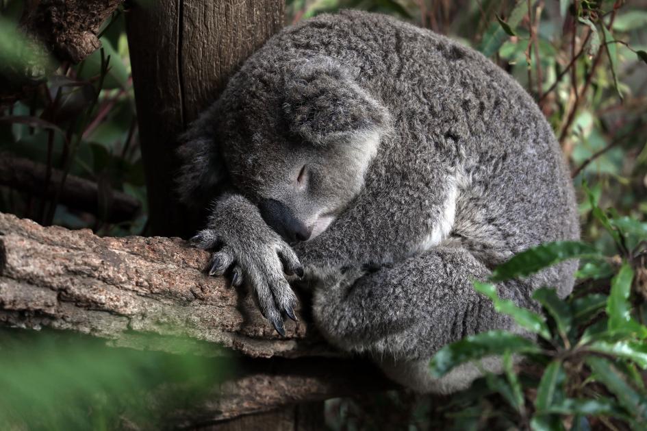 澳大利亚新南威尔士郊区的一棵树上,一只考拉在打盹.