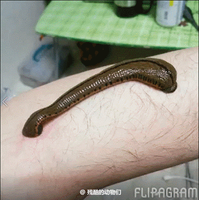  剧毒鸡心螺用毒刺将毒液注入鱼体内将其麻醉,然后拖入口中吞食.