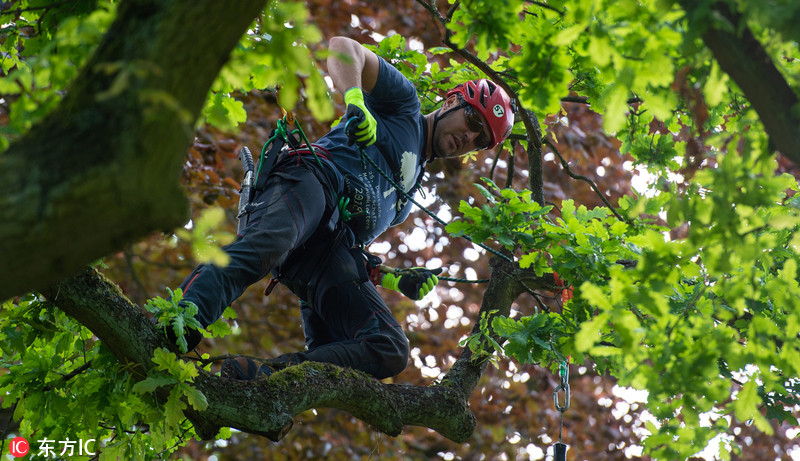 德国举办第25届爬树比赛60名选手争夺冠军