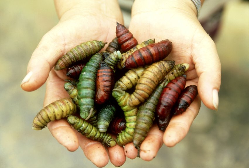 那么肉蛆和甲虫会成为未来食品吗?
