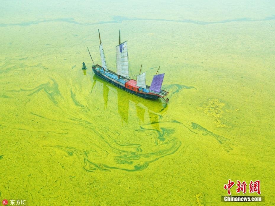 3 無錫太湖黃色藍藻氾濫 一堤之隔兩種水色