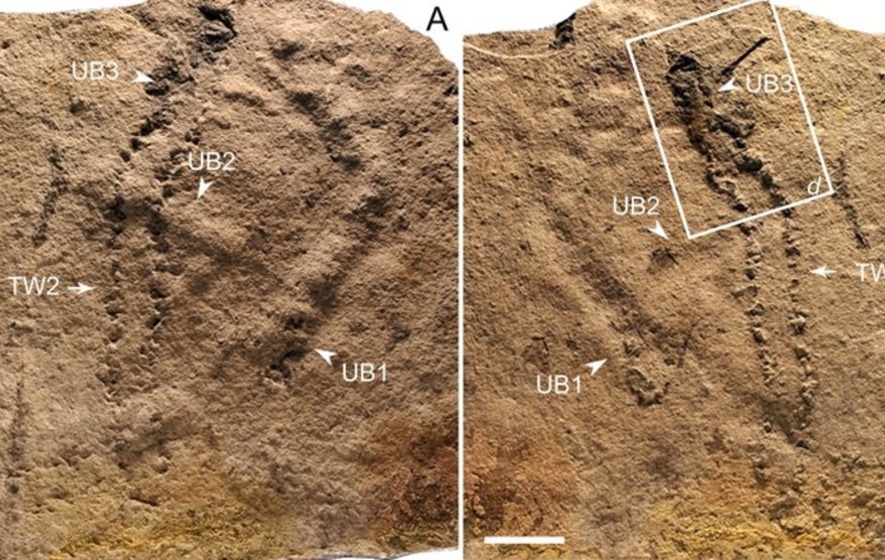 科学家在长江三峡发现 地球上最古老的足迹