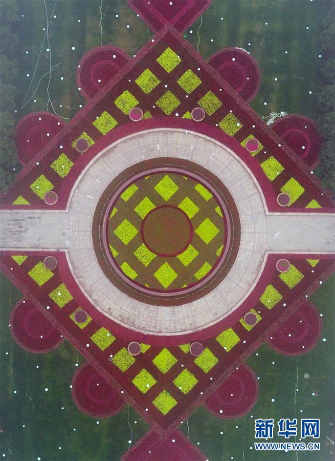 青岛五四广场的"中国结"造型花坛(6月5日无人机拍摄).