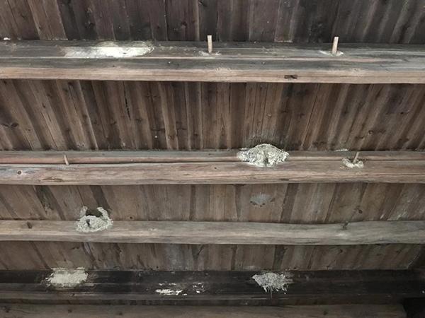 待拆房屋梁上有4只雏燕7枚蛋浙江一乡镇贴上封条暂缓拆迁