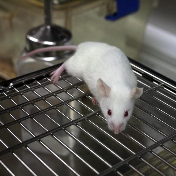 科研图中小白鼠图片