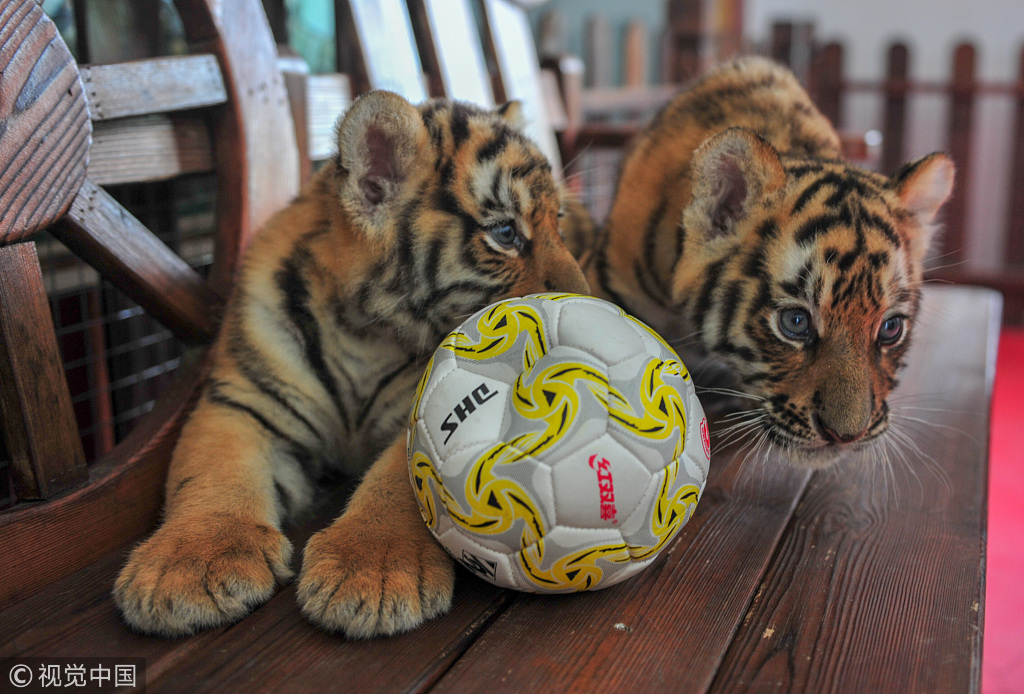 9 沈阳虎园"萌虎"玩足球助阵世界杯