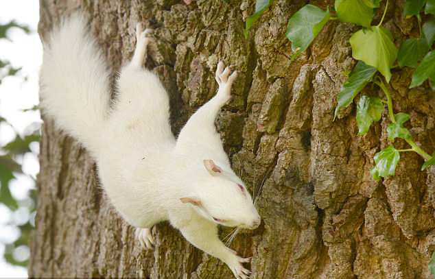 英国现罕见雪白松鼠系白化病所致全英仅50只