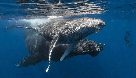 南通启东恒大碧海银沙搁浅的座头鲸标本展览馆即将建成