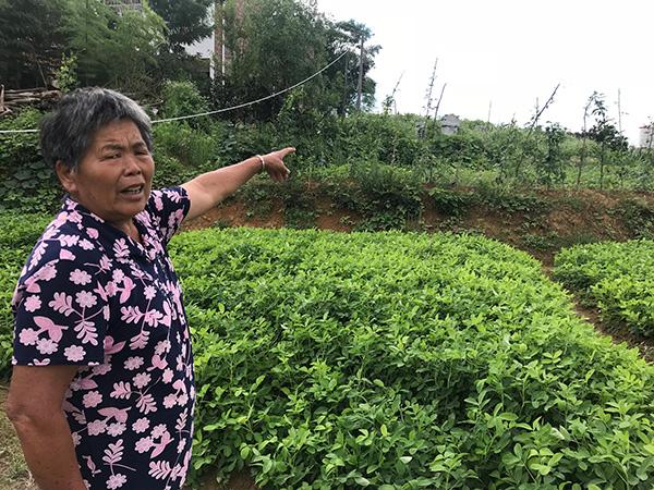 老伴带记者看谭纯正所种的田地。澎湃新闻记者 蒋格伟 摄