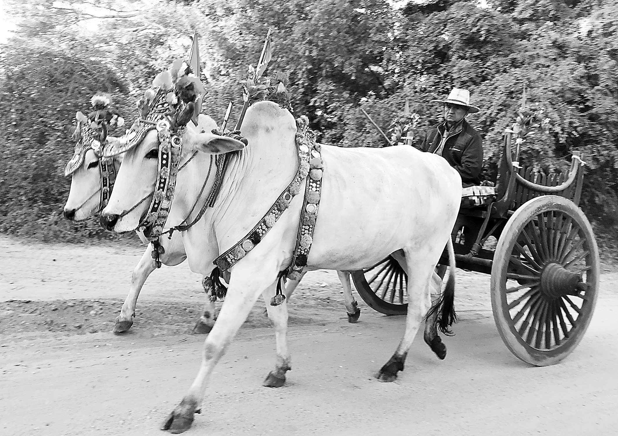 大家拍世界花枝招展白牛车