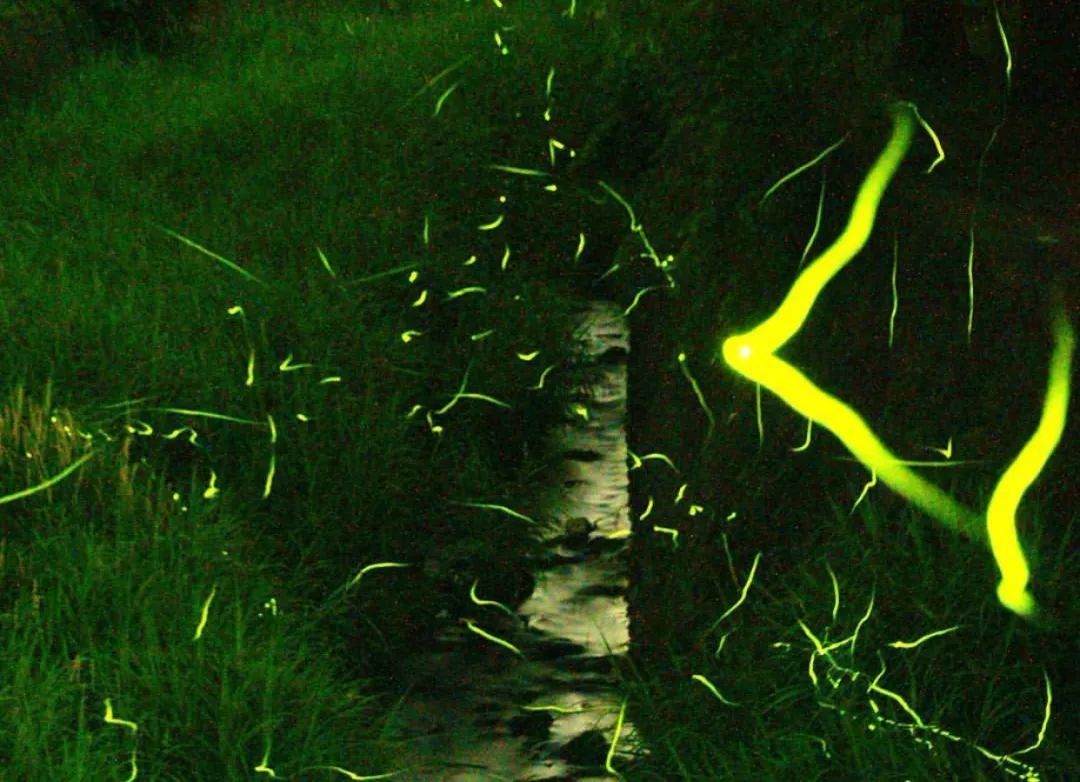 7.爱知县鸟川町