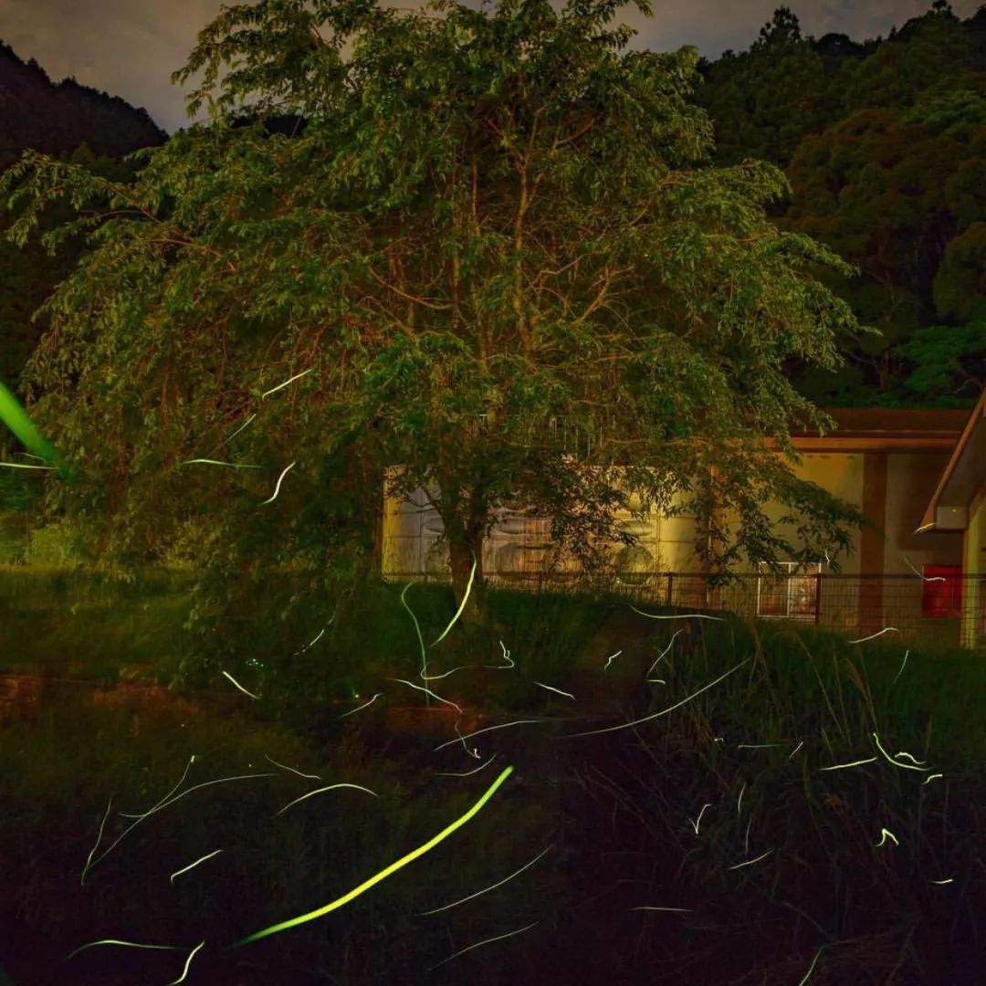 7.爱知县鸟川町