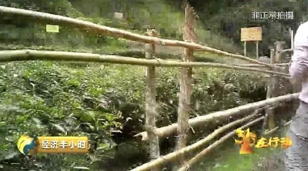 这里就是被茶商视为岩茶圣地的“牛肉”原产地——牛栏坑,它是一条东西走向的狭长沟谷。