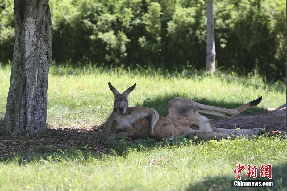 重庆连发一周高温预警 动物们"超萌"避暑