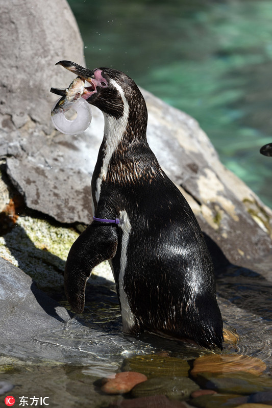 4 热浪席卷英国酷暑难耐 动物园企鹅啃冰消暑大快朵颐