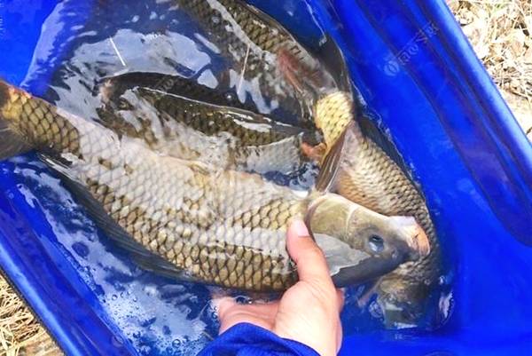 【大蒜药酒窝料】