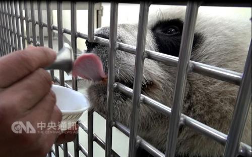 大熊猫 圆圆 挑嘴爱蜂蜜能分辨出纯正龙眼蜜