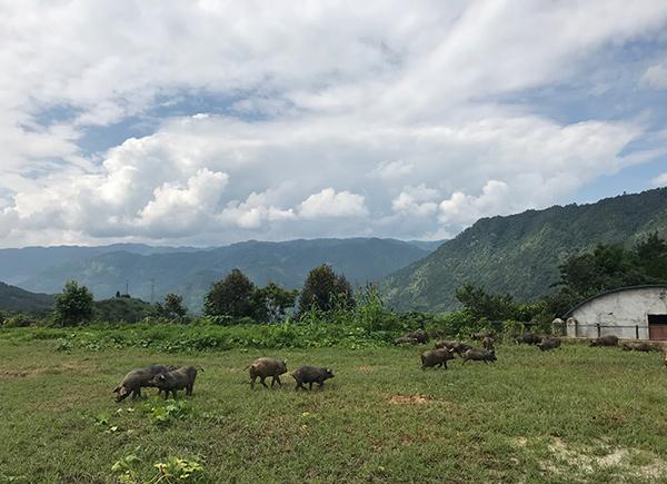 高山上办特色养猪场 双创助力云南老窝精准扶贫