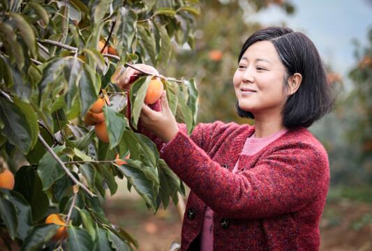 央視熱播劇《歲歲年年柿柿紅》高收視領跑完美收官