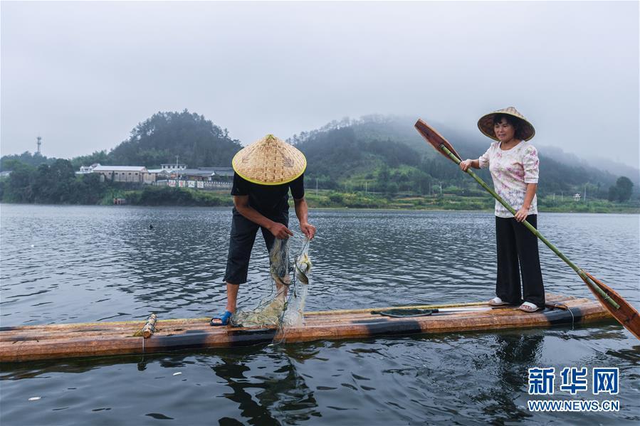 淳安县汾口镇红星村的渔民乘着竹排,在千岛湖的支流武强溪上收网捞鱼