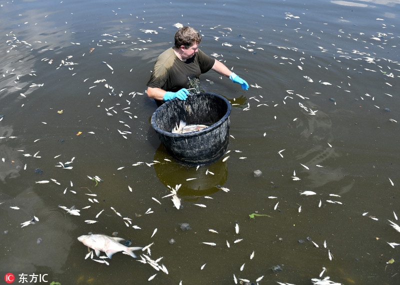 因持续高温德国水库成群鱼死亡翻白