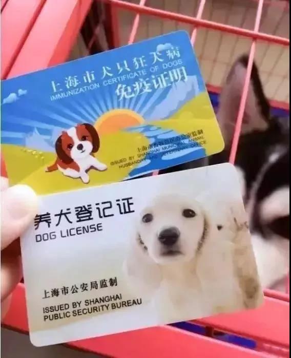 狗狗办个"户口"得至少跑三四次派出所,严重打击养犬人办狗证的积极性