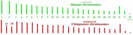 人类与黑猩猩染色体组对比（来源：wikipedia）