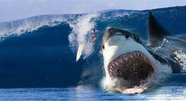 巨齿鲨大战八爪三头鲨图片