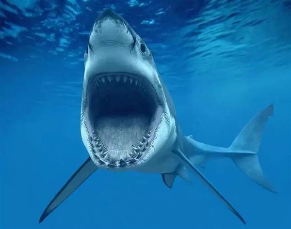 由于鲨鱼是软骨鱼类,除了牙齿之外,身上的骨头很难形成化石,因此关于