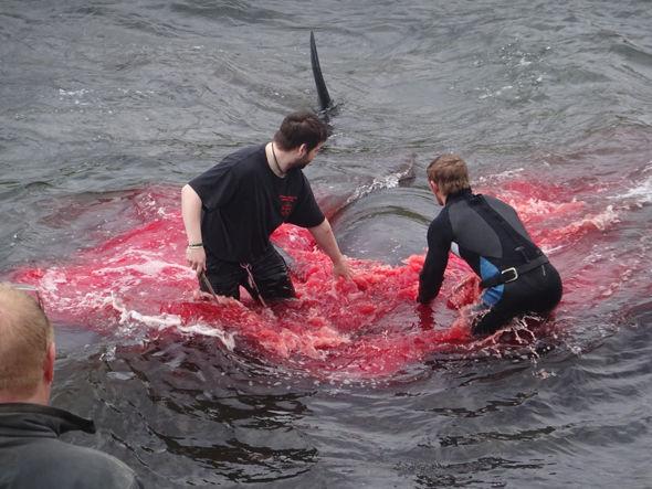 法罗群岛百余头鲸鱼遭捕杀 海水被染红