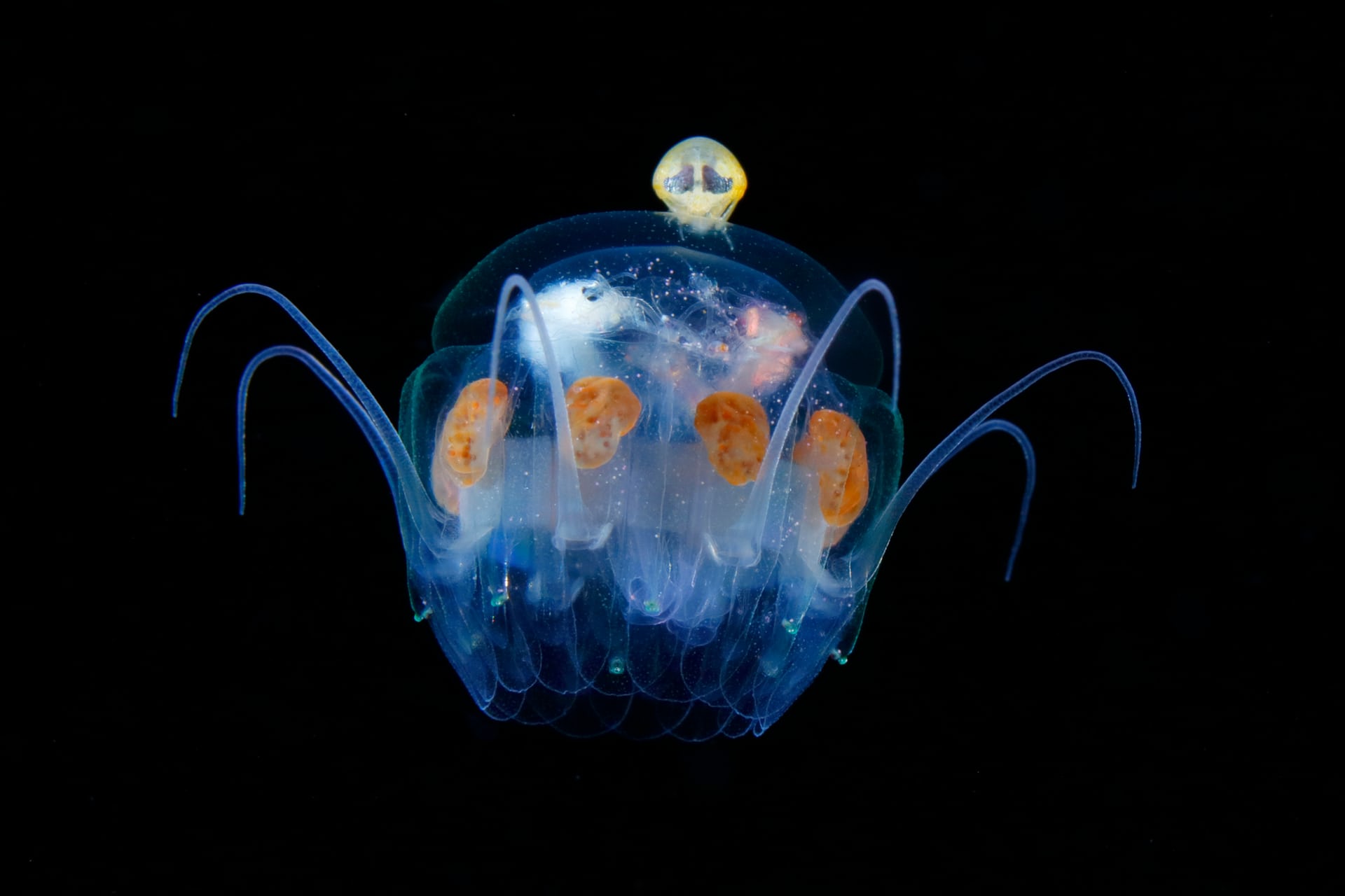 你从未见过的深海生物 在摄影师镜头下竟是如此惊艳