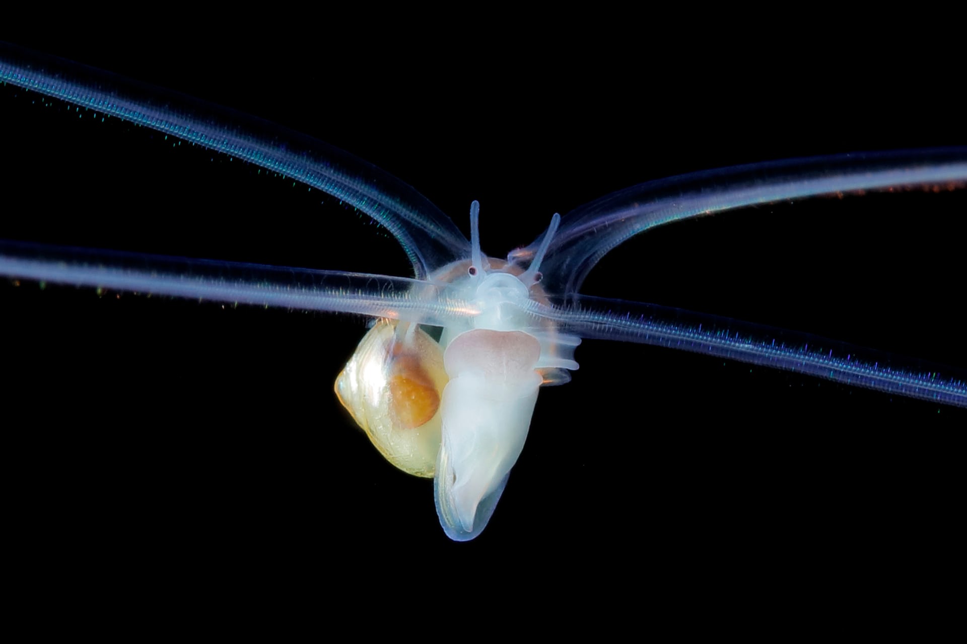 你从未见过的深海生物 在摄影师镜头下竟是如此惊艳