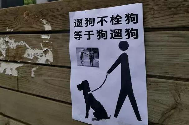 爱狗人士刘女士给记者讲了一个故事.