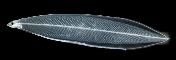 美洲鳗的幼体,在海水里几乎看不到,长大了是像蛇一样的家伙