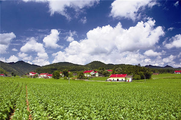 抓机遇 强产业 树新风——兴山县榛子乡奏响乡村振兴"进行曲"