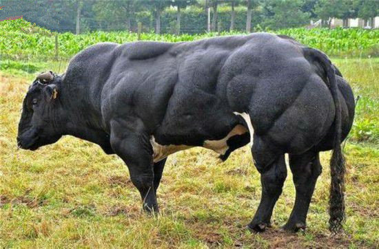 揭秘地表肌肉最强七大物种人在它们面前不堪一击