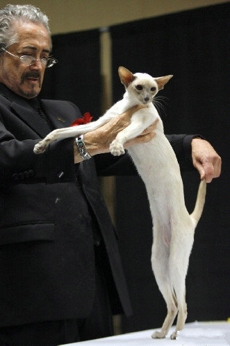 宠物鉴赏师。需对小猫小狗等宠物进行品种、体质鉴定。