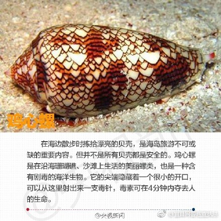 海边旅行 还要警惕这些海洋生物