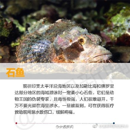 不只魔鬼鱼!海边旅行 还要警惕这些海洋生物