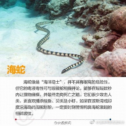 海边旅行 还要警惕这些海洋生物