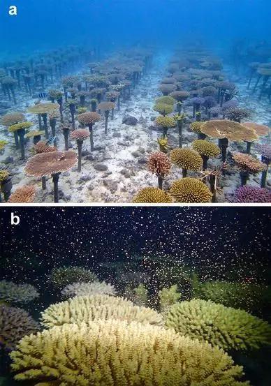 日本移植的柔枝鹿角珊瑚（Acropora tenuis ）生长至成体后（a），在2015年6月排放出大量珊瑚卵团（b）（图片来源：Zayasu and Shinzato 2016）。