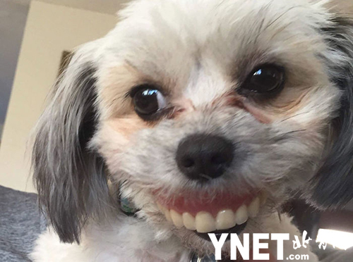 北青网讯近日，外国女子Eunice在推特上分享了一则关于她家小狗有趣的故事，引来网友的热议。